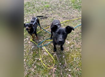 Hundekind Livia sucht von Kaltenkirchen aus ihr Für-Immer-Zuhause