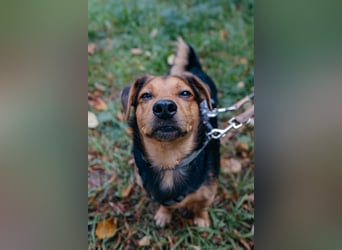 Aiko auf Pflegestelle in Rostock