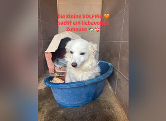 Kleine Volpina HELY auf der Suche nach Liebe