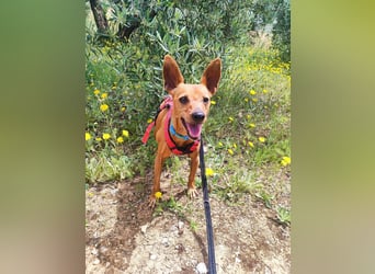 GORRION