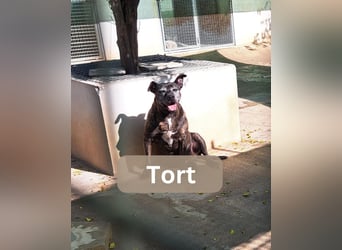 TORT