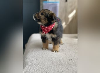 PENNY - kleine Zuckermaus