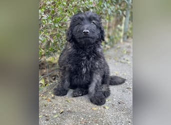 JAKE - süßer Zottel sucht seine Menschen *reserviert*