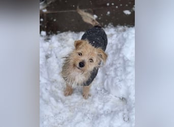 PIP - liebevolle Hundedame