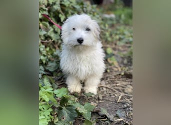 SNOWY - braucht ein eigenes Körbchen