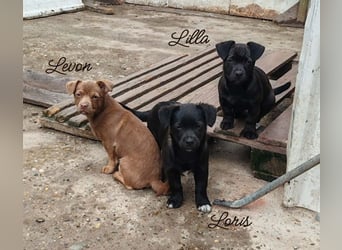 LILLA - schwarze Schönheit