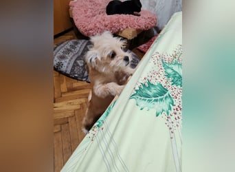 PIXEL - Traumzuhause gesucht