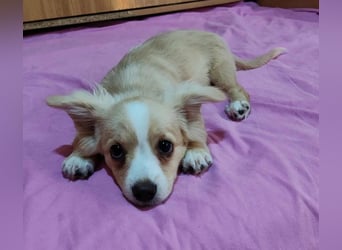 ZIZIE - liebevolles Hundekind