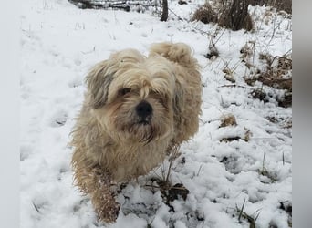 HAROO - liebevoller Zottel