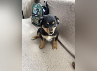 POLLY - kleine Herzensdame