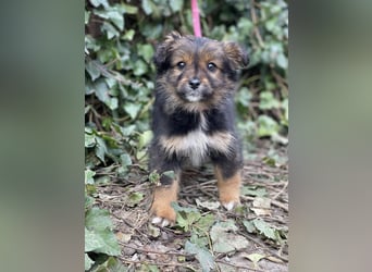 PENNY - kleine Zuckermaus