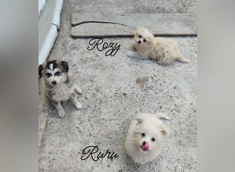 ROZY - kleine Schönheit