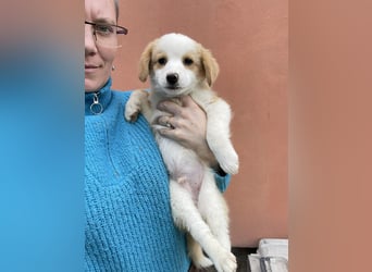 PERRY - kleiner Zuckerbub *reserviert*