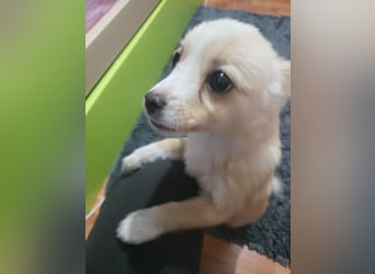 FIFI - kleine Zaubermaus