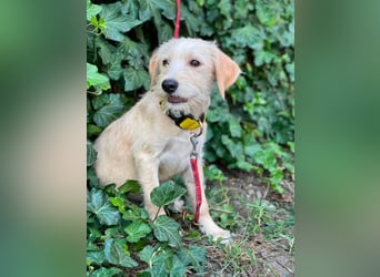 DAISY - verspieltes Hundemädchen