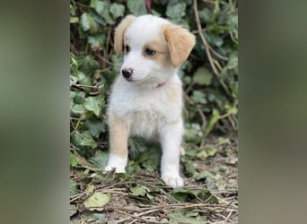 PERRY - kleiner Zuckerbub *reserviert*