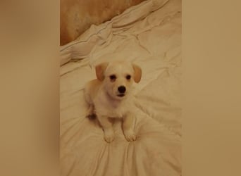 LUIS - kleiner Hundebub