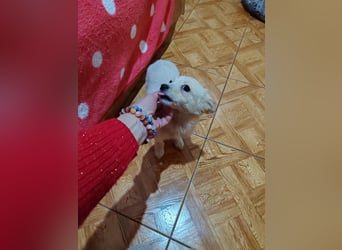 MAGGIE - kleine Hundedame