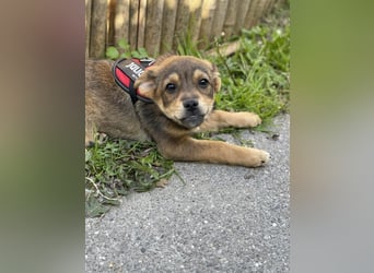 PETER - kleiner Herzensbrecher