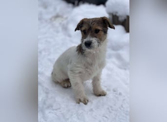 BRODIE - ist bereit für Abenteuer