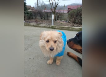 MICKY - sanfter Engel sucht seine Menschen