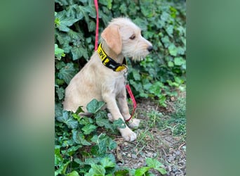 DAISY - verspieltes Hundemädchen