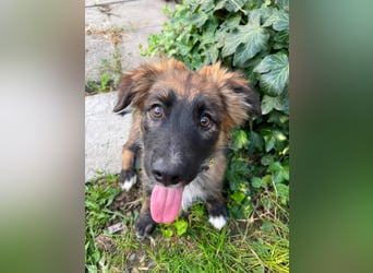 COOPER - verspielter Schatz