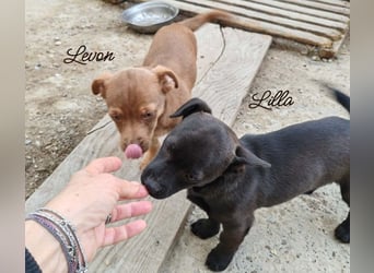 LEVON - darf er mit dir die Welt entdecken?