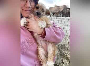 PEANUT - kleine Frohnatur sucht ihre Menschen