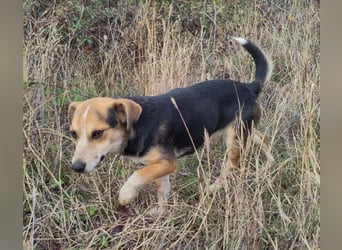 MOLLY - kleine Herzensdame