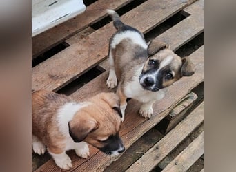 ZERINE - kleine Frohnatur *reserviert*