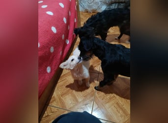 MAGGIE - kleine Hundedame