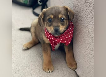 PETER - kleiner Herzensbrecher