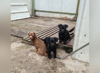 LEVON - darf er mit dir die Welt entdecken?