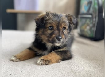 PENNY - kleine Zuckermaus