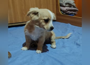ZIZIE - liebevolles Hundekind