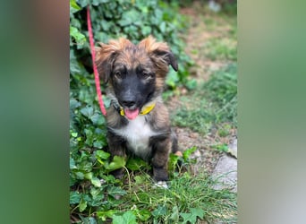 COOPER - verspielter Schatz
