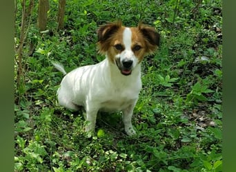 ILA - sanfte Seele sucht ihre Menschen