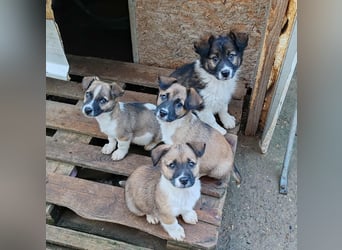 ZERINE - kleine Frohnatur *reserviert*