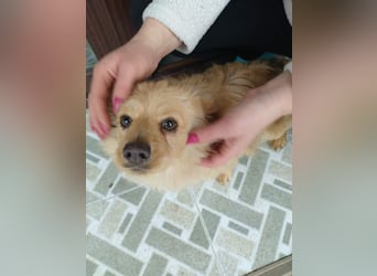 MICKY - sanfter Engel sucht seine Menschen