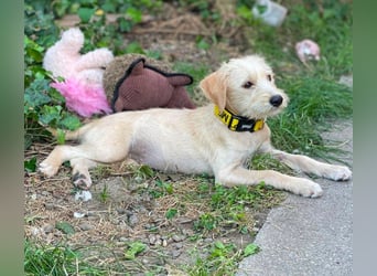 DAISY - verspieltes Hundemädchen