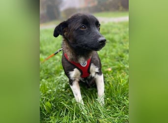 BONO - sucht sein Für-immer-Zuhause