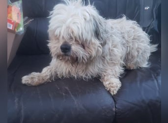 HAROO - liebevoller Zottel