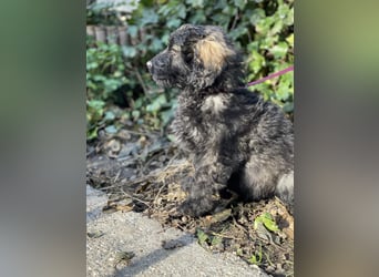 JAKE - süßer Zottel sucht seine Menschen *reserviert*