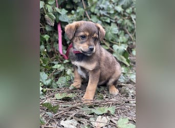 PETER - kleiner Herzensbrecher