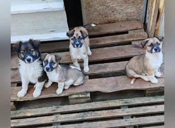 ZAKY - süßer Hundebub