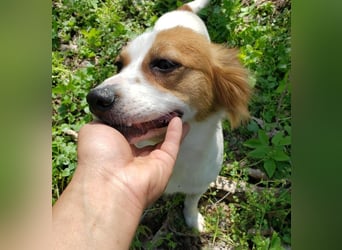 ILA - sanfte Seele sucht ihre Menschen