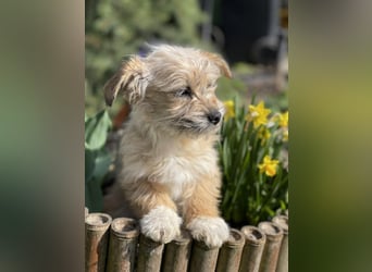 PEANUT - kleine Frohnatur sucht ihre Menschen