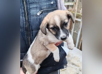 ZERINE - kleine Frohnatur *reserviert*