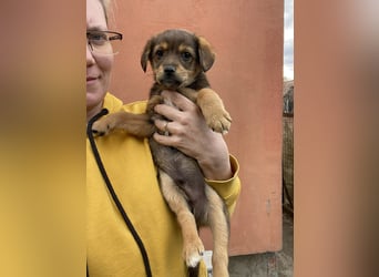 PETER - kleiner Herzensbrecher